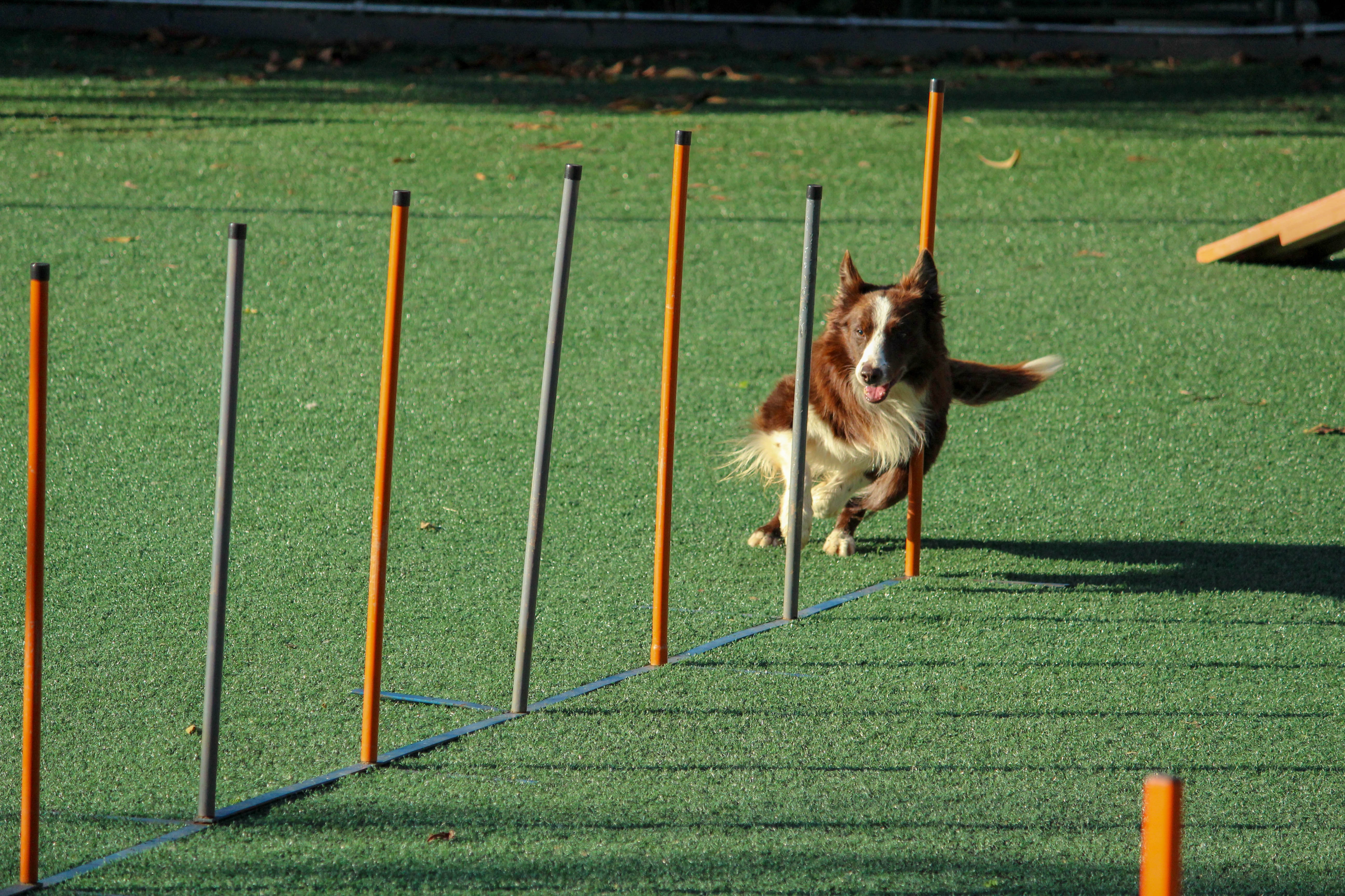 A brown and white dog running through pole obstacles